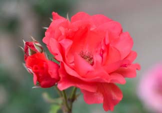 小滿開(kāi)什么花？小滿節(jié)氣開(kāi)的植物