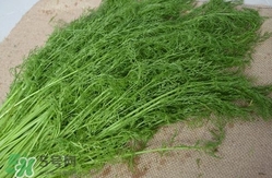 茴香菜什么時候種？茴香菜什么季節(jié)吃