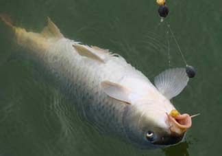 端午節(jié)好釣魚(yú)嗎?？端午節(jié)可以釣魚(yú)嗎？