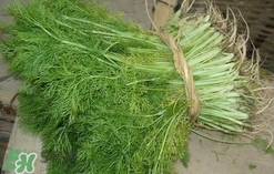 茴香菜是酸性還是堿性？什么人不能吃茴香菜