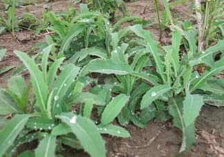 苦菜多少錢一斤？苦菜多少錢一斤2017？