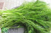 茴香菜是酸性還是堿性？什么人不能吃茴香菜