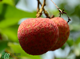 掛綠荔枝為什么那么貴？為什么掛綠荔枝這么貴？
