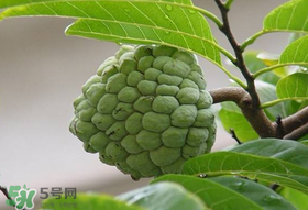 釋迦果怎么保存？釋迦怎么保存時間長？