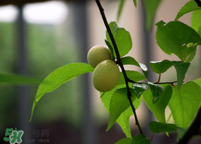 哪些人不能吃青梅？青梅的禁忌