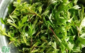 艾葉是什么植物？艾葉和艾草是一回事嗎？