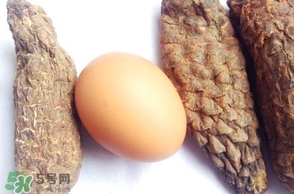 肉蓯蓉怎么吃壯陽(yáng)？哪些人不能吃肉蓯蓉
