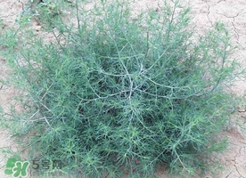 豬毛菜怎么做好吃？豬毛菜怎么吃好吃