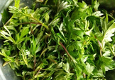 艾葉是什么植物？艾葉和艾草是一回事嗎？