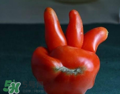 西紅柿怎么吃最有營(yíng)養(yǎng)？西紅柿怎么做好吃