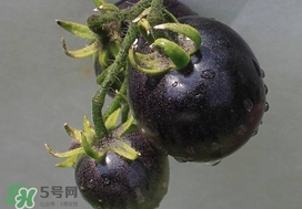 黑番茄能生吃嗎？黑番茄可以生吃嗎