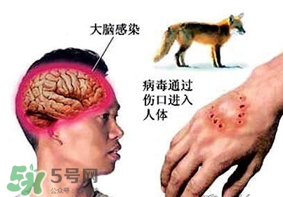 狂犬病是通過(guò)什么傳播的？狂犬病傳播途徑有哪些