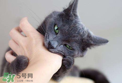 被貓抓傷會得狂犬病嗎？被貓咬了會得狂犬病嗎