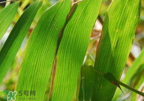 粽子葉要泡多久？粽子葉怎么泡？