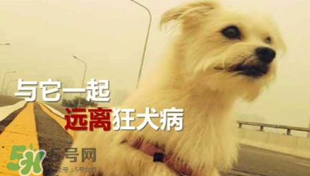 狂犬病能治好嗎？狂犬病的早期癥狀