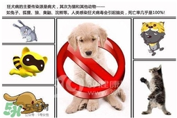 狂犬病是通過(guò)什么傳播的？狂犬病傳播途徑有哪些