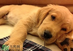 狂犬病是通過(guò)什么傳播的？狂犬病傳播途徑有哪些