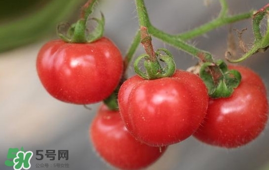 西紅柿能和蝦一起吃嗎？西紅柿可以和蝦一起吃嗎
