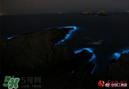 浙江多地驚現(xiàn)藍眼淚現(xiàn)象 藍眼淚是什么？