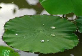粽葉可以用什么代替？粽子葉可以用什么代替？
