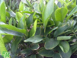 粽子葉能冷凍嗎？粽子葉放冰箱冷藏還是冷凍？