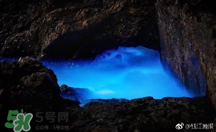 浙江多地驚現(xiàn)藍眼淚現(xiàn)象 藍眼淚是什么？