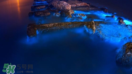 浙江多地驚現(xiàn)藍眼淚現(xiàn)象 藍眼淚是什么？