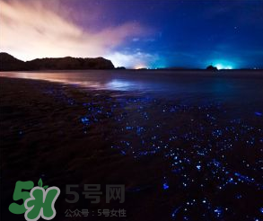 浙江多地驚現(xiàn)藍眼淚現(xiàn)象 藍眼淚是什么？