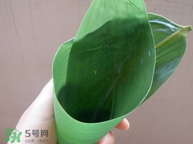 粽葉是什么植物的葉子？粽子葉是什么葉子？