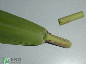 粽葉是蘆葦葉嗎？粽葉和蘆葦葉的區(qū)別