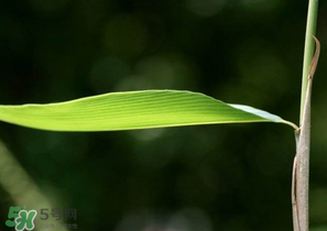 箬葉和粽葉有什么區(qū)別？箬葉是粽葉嗎？