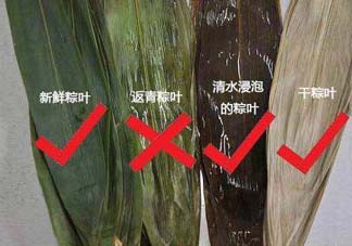 粽葉怎么曬干？粽葉怎么曬干不卷？