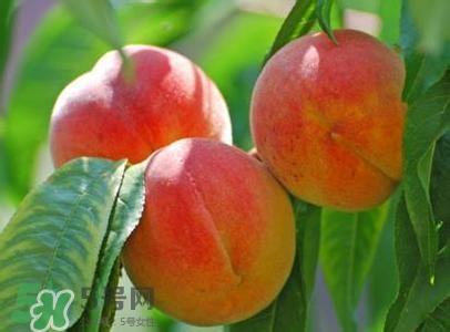 孕婦能吃桃子嗎？孕婦吃桃子對(duì)胎兒好嗎？