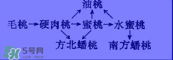 沒有毛的桃子叫什么？桃子毛為什么會(huì)癢？