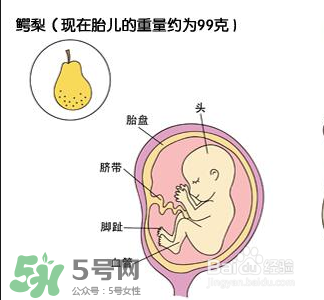 懷孕四個(gè)月需要做什么檢查？懷孕四個(gè)月胎兒圖
