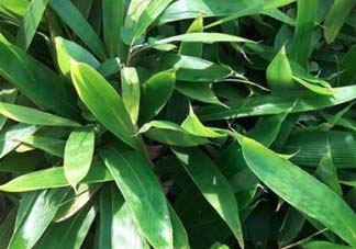 粽葉是什么植物的葉子？粽子葉是什么葉子？