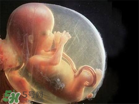 懷孕四個(gè)月需要做什么檢查？懷孕四個(gè)月胎兒圖