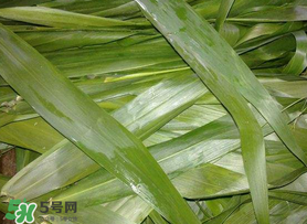 蘆葦葉包粽子之前要煮嗎？蘆葦葉煮多久？