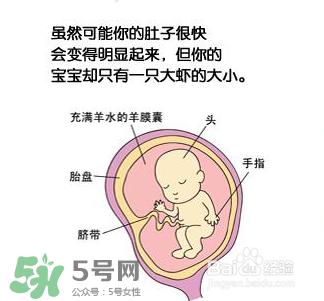 懷孕四個(gè)月需要做什么檢查？懷孕四個(gè)月胎兒圖
