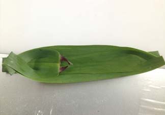 蘆葦葉怎么保存？蘆葦葉可以放冰箱嗎？