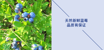 悠蜜藍莓利口酒保質(zhì)期是多久？悠蜜藍莓利口酒保質(zhì)期是幾年？