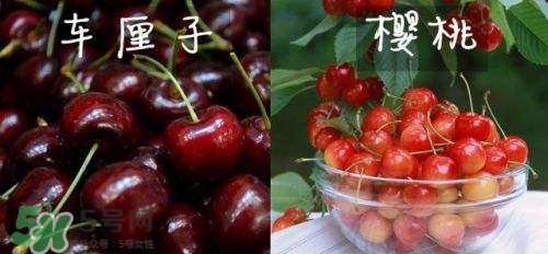 櫻桃和車?yán)遄佑惺裁磪^(qū)別？櫻桃和車?yán)遄幽膫€貴？