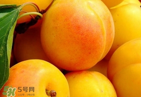 黃桃是什么季節(jié)的？黃桃是轉(zhuǎn)基因的嗎