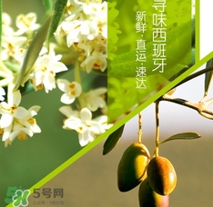 橄欖油可以去黑頭嗎？橄欖油怎么去黑頭？