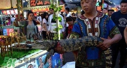 鱷魚肉價格多少錢一斤？吃鱷魚犯法嗎？