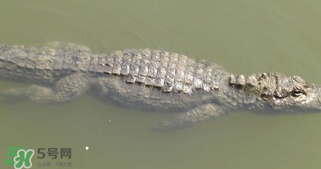 鱷魚是魚嗎？鱷魚是浮在水面上嗎？