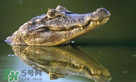 鱷魚是魚嗎？鱷魚是浮在水面上嗎？