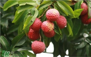 荔枝孕婦可以吃嗎？孕婦吃荔枝會(huì)流產(chǎn)嗎？