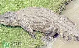 鱷魚是魚嗎？鱷魚是浮在水面上嗎？