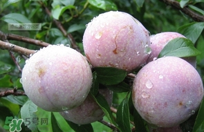 三華李是寒性還是熱性水果？三華李是涼性水果嗎